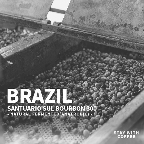 [21.06~21.06] 브라질 산추아리오 술 버번300 내추럴 퍼먼티드(언에어로빅)::스테이위드커피